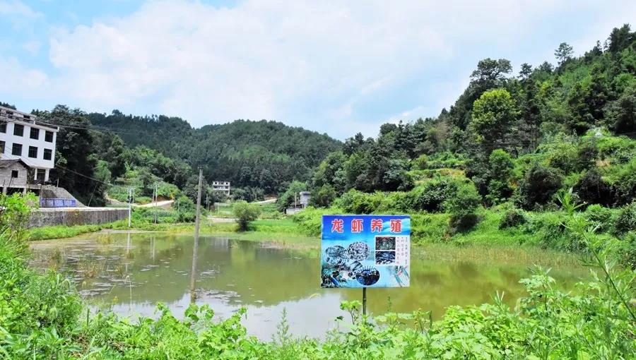 蔡溪村小龙虾养殖铺开村民致富路