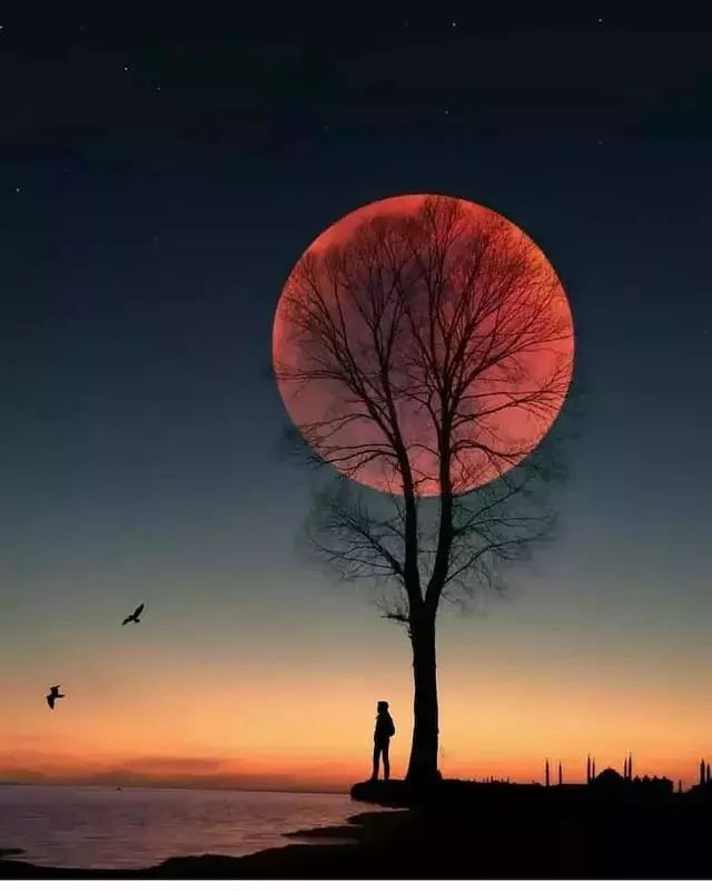 桂花的芬芳好天天细品那一抹盖一院厅房能不能在月亮之上有木有登上