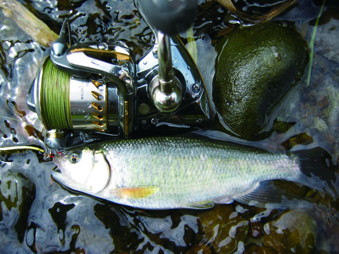 溪流中常见的路亚对象鱼粗首鱲今天来换个钓法下