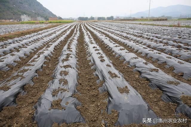 抓好地膜汙染治理 促進農業綠色發展