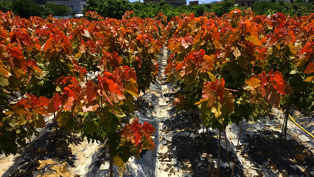 美哉醉美变色树彩红杨