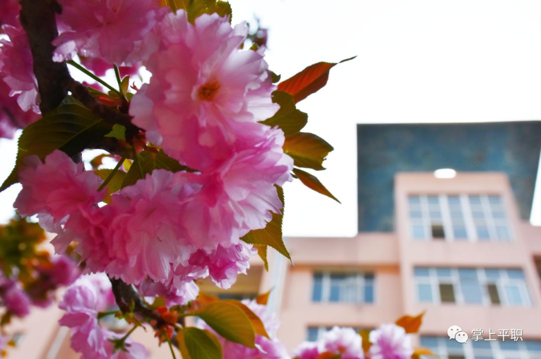 平顶山工业职业技术学院樱花季浓春正好勿空负韶华