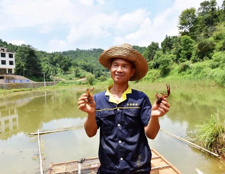 蔡溪村小龙虾养殖铺开村民致富路