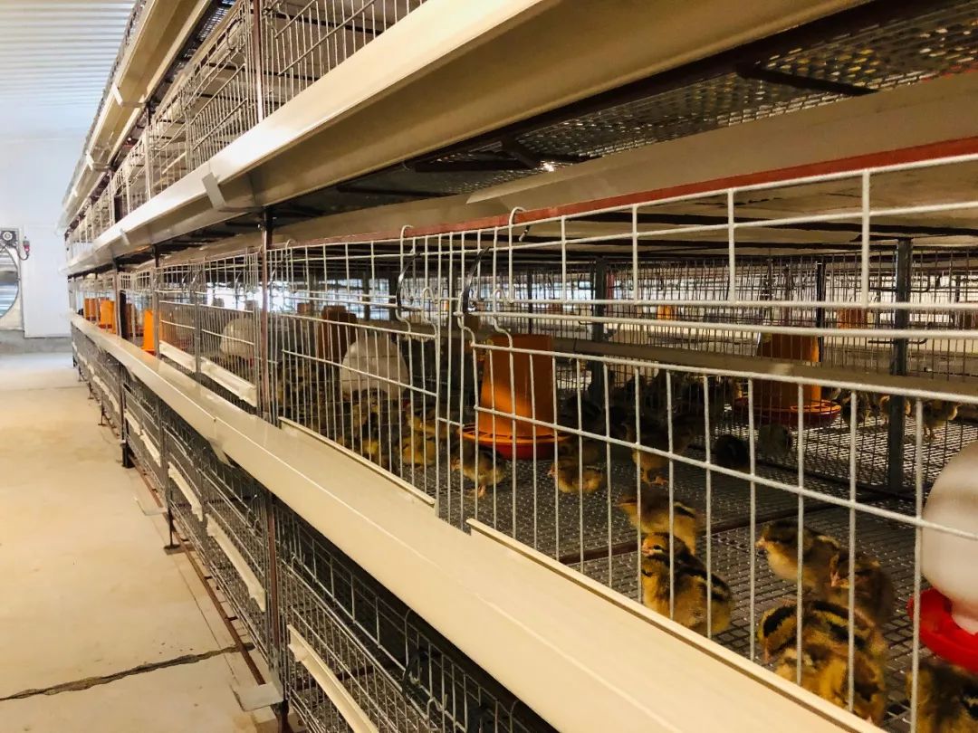 热烈祝贺河南灵宝温氏种鸡场成功引种