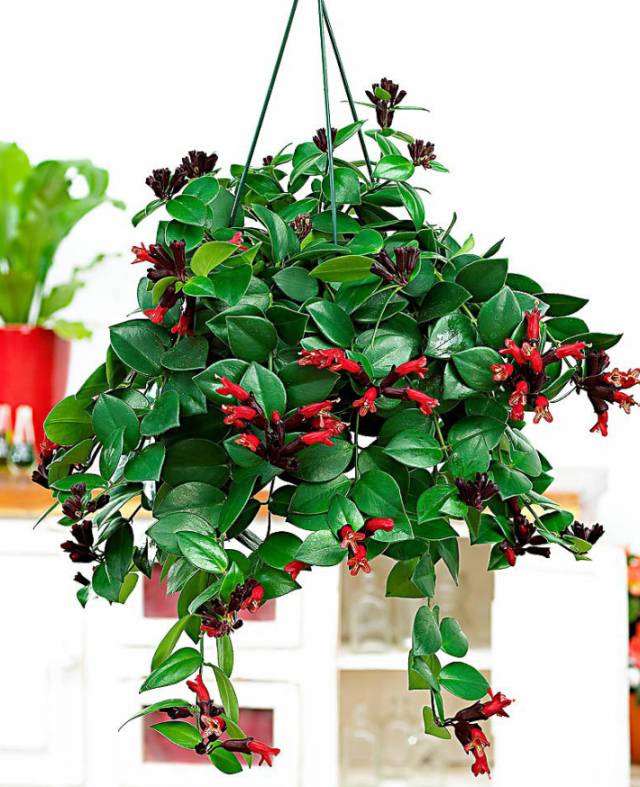 忘记吊兰绿萝吧这6种垂吊植物开花比他们好看100倍
