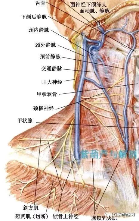 枕小神经(参考第1张图:纤维来自第2颈神经前支和第3颈神经前支,或