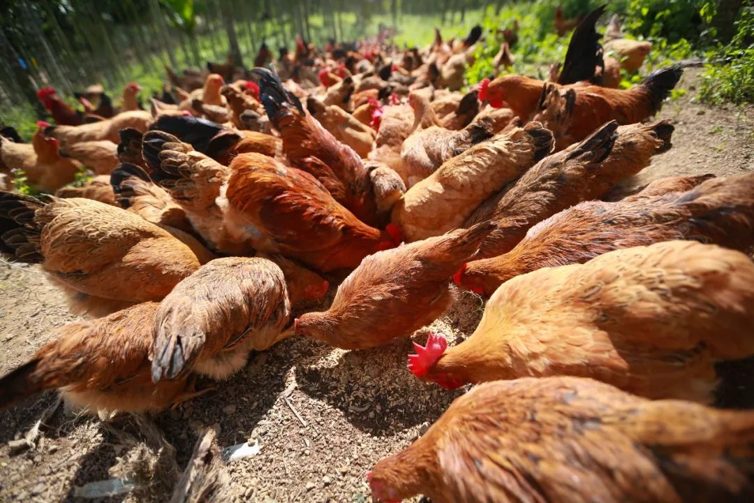 不畏艰难 深山养鸡创业