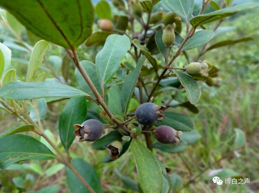 今年博白的棯子又大又甜,客家妹子唱的棯子山歌更甜