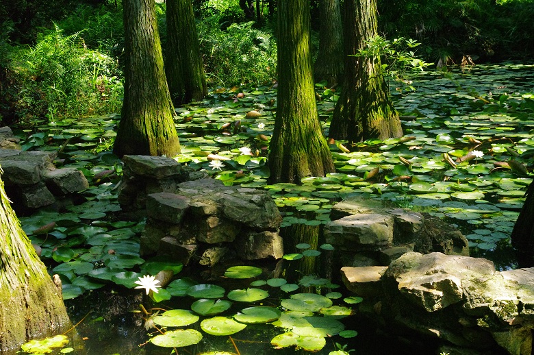 來武漢植物園,和夏日清涼詩意撞個滿懷!