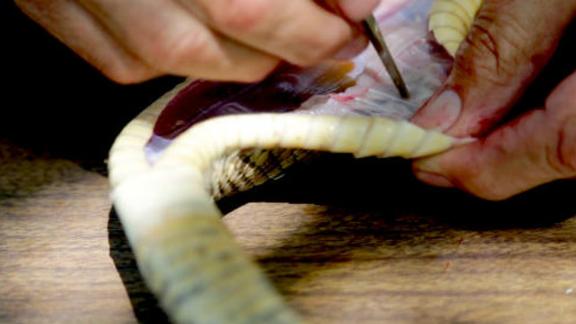 实拍响尾蛇扒皮全过程!你敢说自己没被吓到?