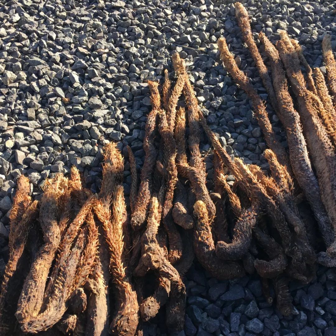 产地食材丨酒泉大漠孤烟直金沙盖苁蓉