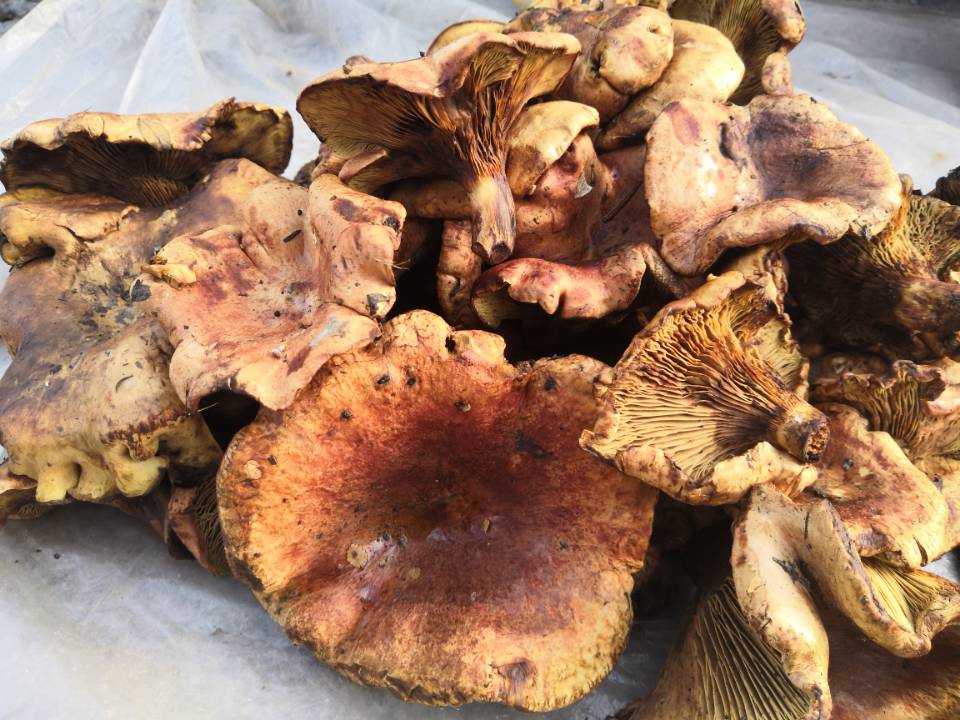 【肉炒杨树蘑】主要食材:农家猪瘦肉,杨树蘑菇,尖椒少许,植物油,盐,葱
