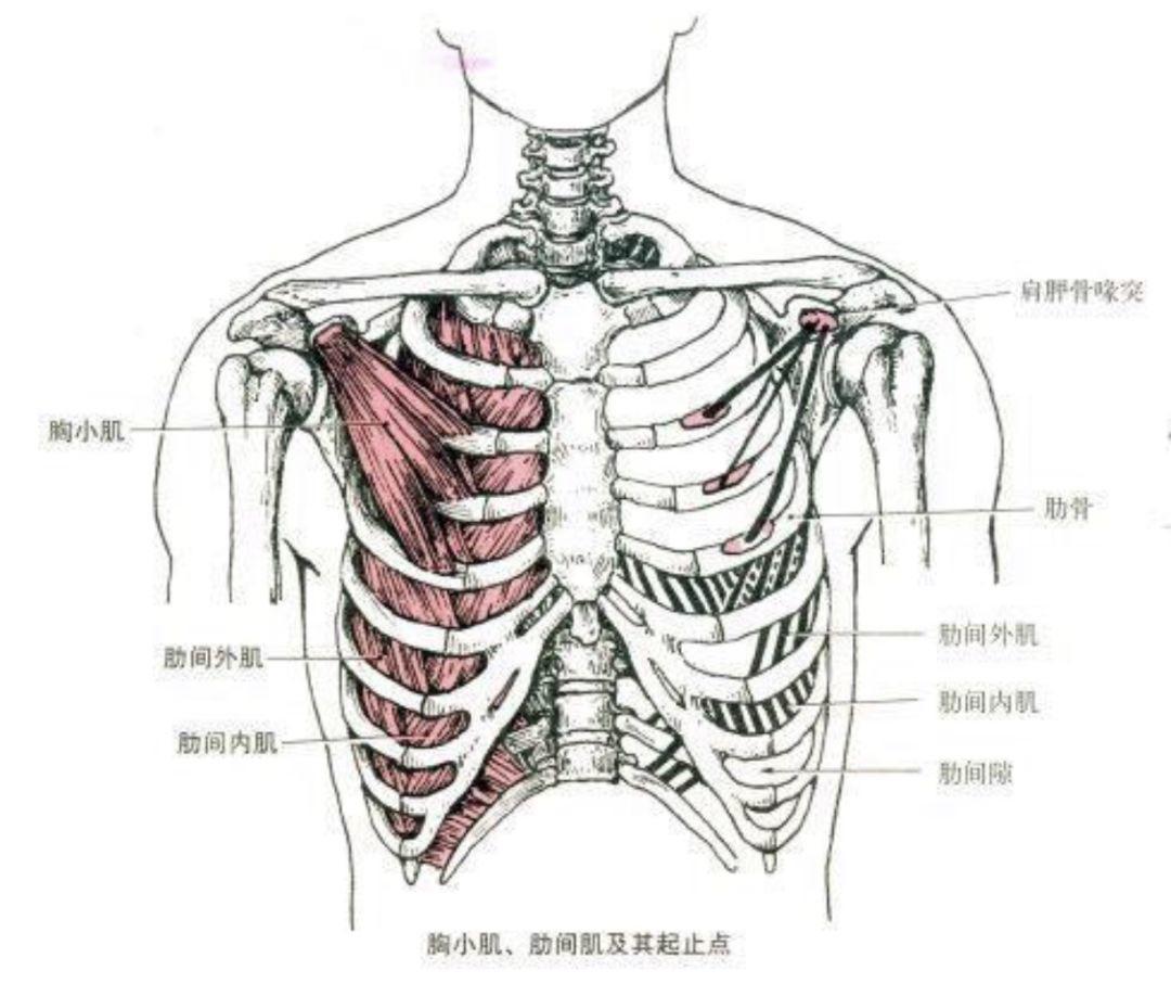 拉伸激活胸小肌3,活化肩胛骨4,猫拱背5,跪姿支撑6,夹砖