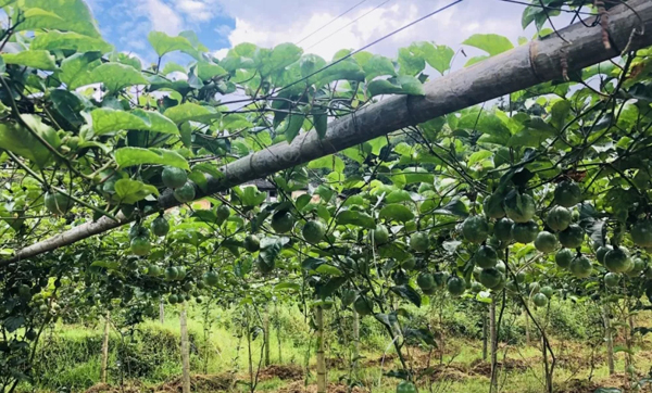 巖前鎮寧洋村激勵性扶貧項目百香果種植帶動貧困戶財技雙豐收