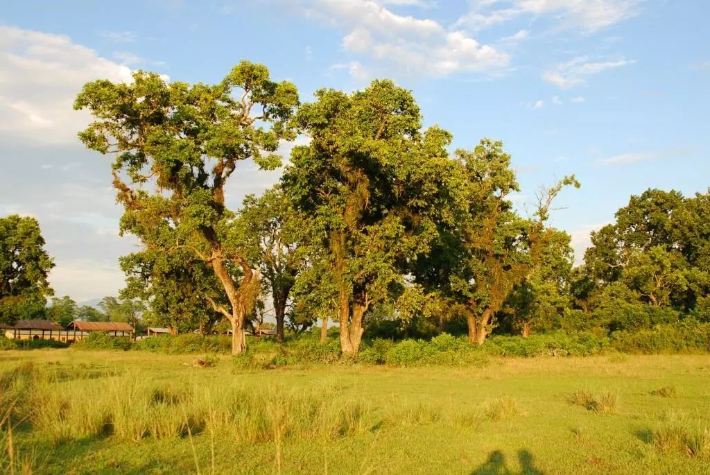 国际动态加蓬木材经济快报