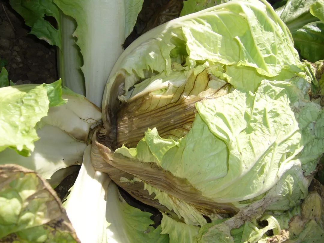 植保白菜软腐病的发病症状及防治要多多注意这些问题