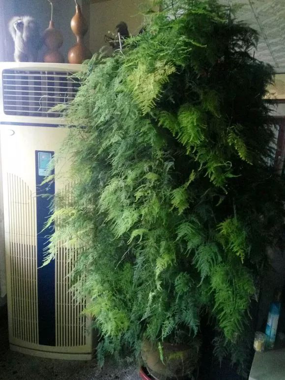 养了十几年的文竹长成巨无霸,壮观!