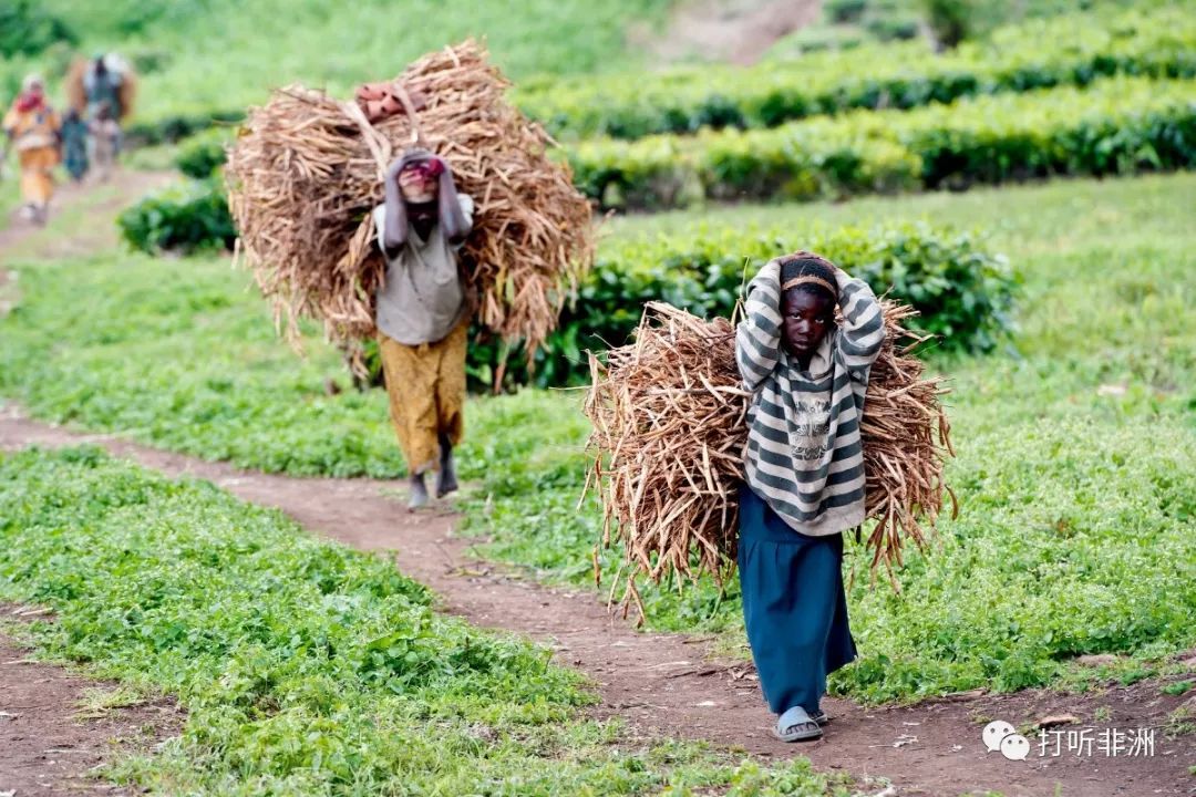 "饥饿"大陆的危与机_农业