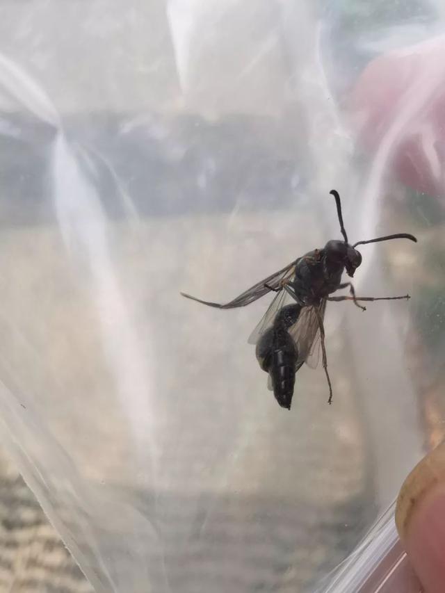 稀奇!泥蜂衔来泥巴在玻璃墙上筑巢"生儿育女"