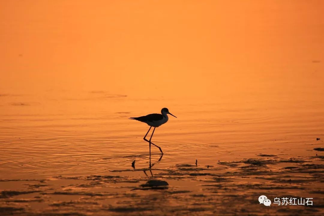 黃昏裡的水鳥