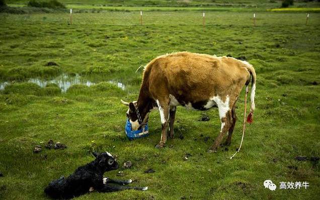 庆峰每日一招牛得异食癖乱吃杂物怎么办