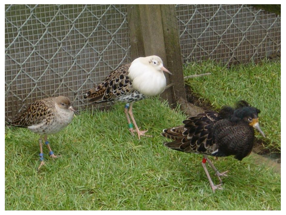 当代直男求偶迷惑行为大赏