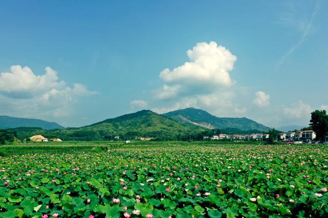 摄影欣赏《荷花盛开美村庄-但店镇朴树大湾村》