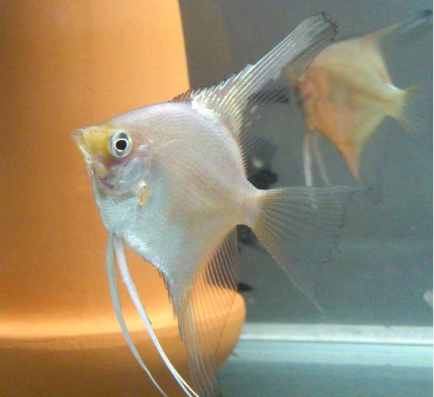 淡水神仙鱼品类大全您认识几种