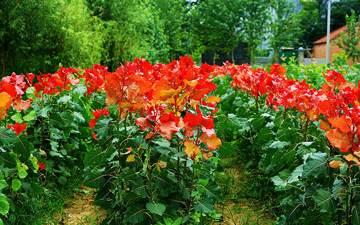 冠红杨将责无旁贷加速建设田园综合体