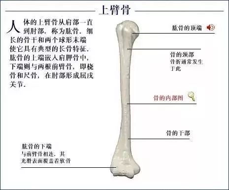 人体骨骼系统图(全套)背面观正面观人体骨骼结构图儿童的骨头实际上应