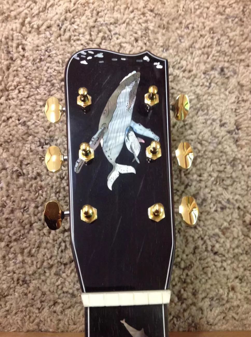 绝无仅有kinnaird海洋世界吉他赏析评论积攒有奖