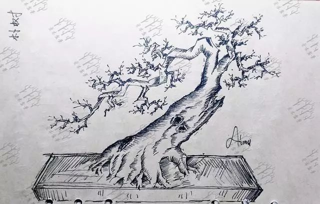 盆景设计i桩材破干做舍利是很方便的做法朴树造型设计实例