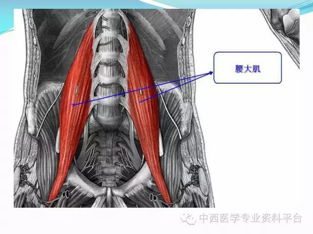 筋膜連接系統解剖人體深層筋膜連接