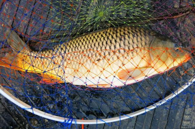 柳河水库垂钓红毛大鲤鱼漂亮的皮毛十分养眼