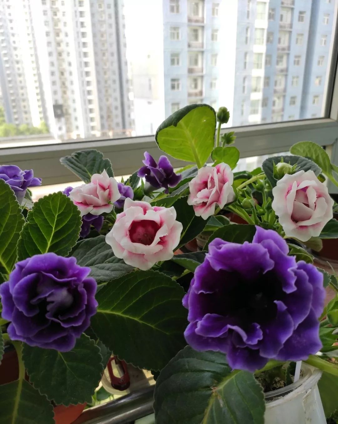 最耐阴的花就是它没光也能全年开叶子丢土里就冒芽