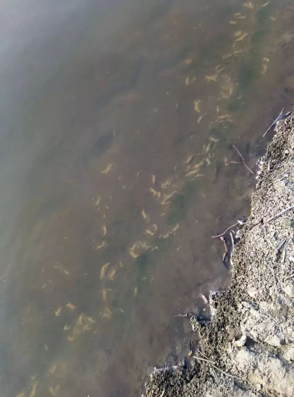 7旬老人养虾遇药害,死虾满塘,虾农哭诉无门,此事谁来管?