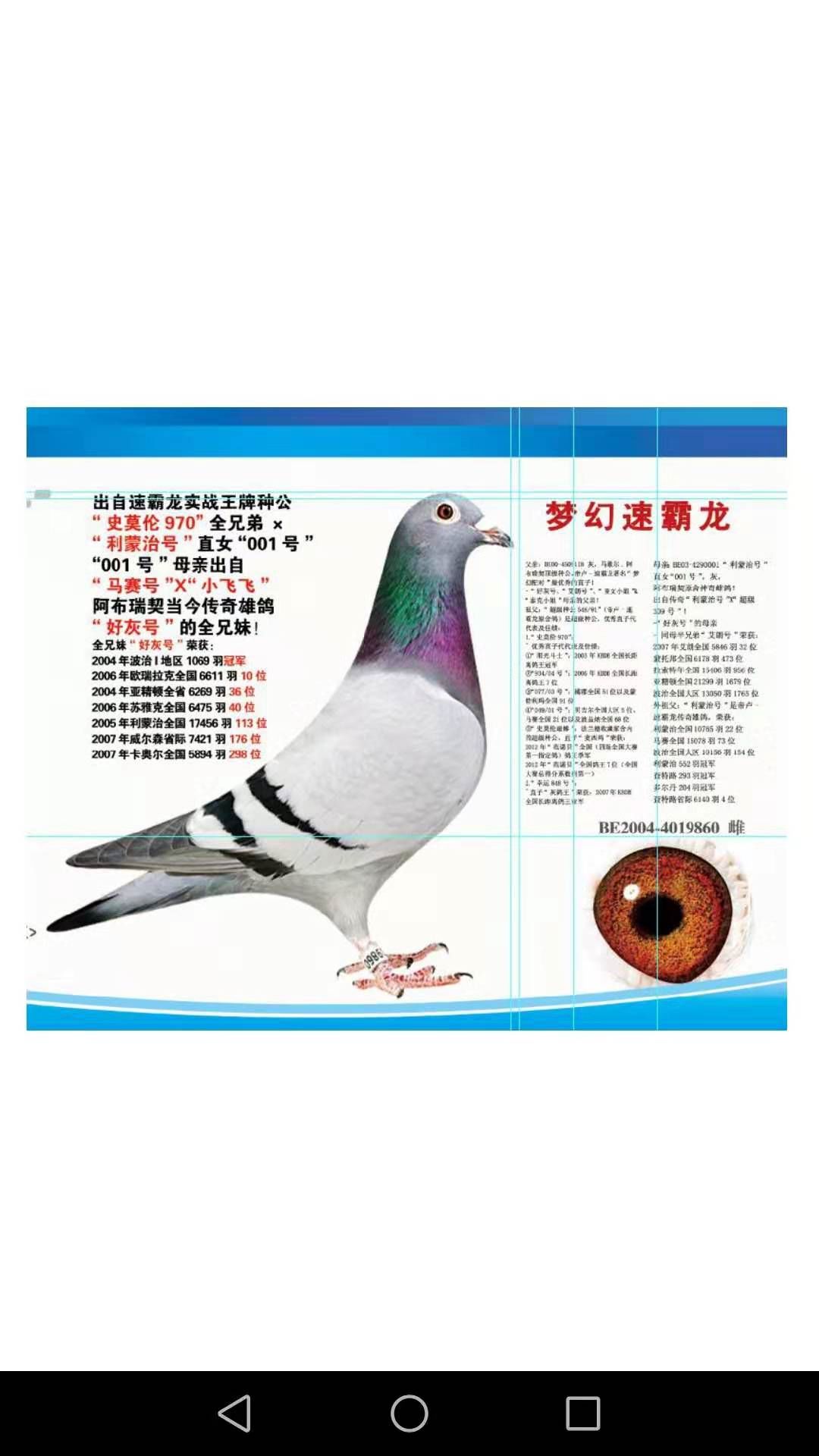 上海龙园鸽业4羽优秀种鸽欣赏拍卖!