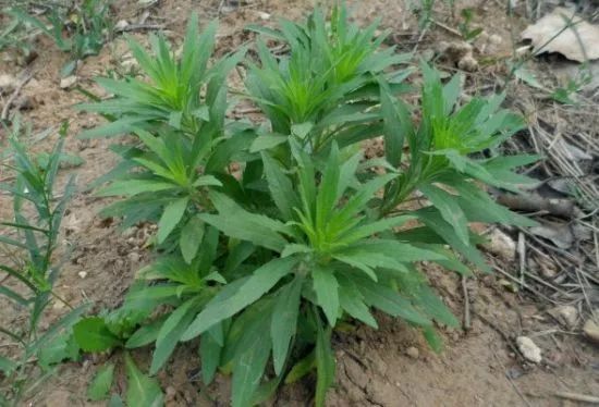 又一个新型除草剂上市可防除300多种杂草3天死草斩草除根