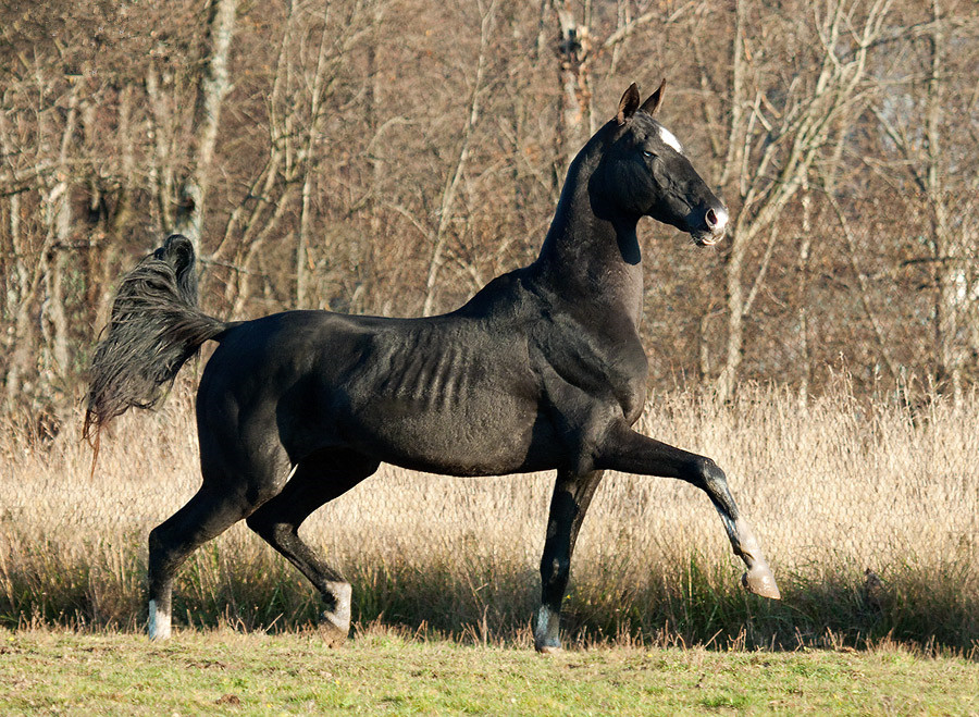 镜头下黑暗色的汗血宝马高贵而又优雅