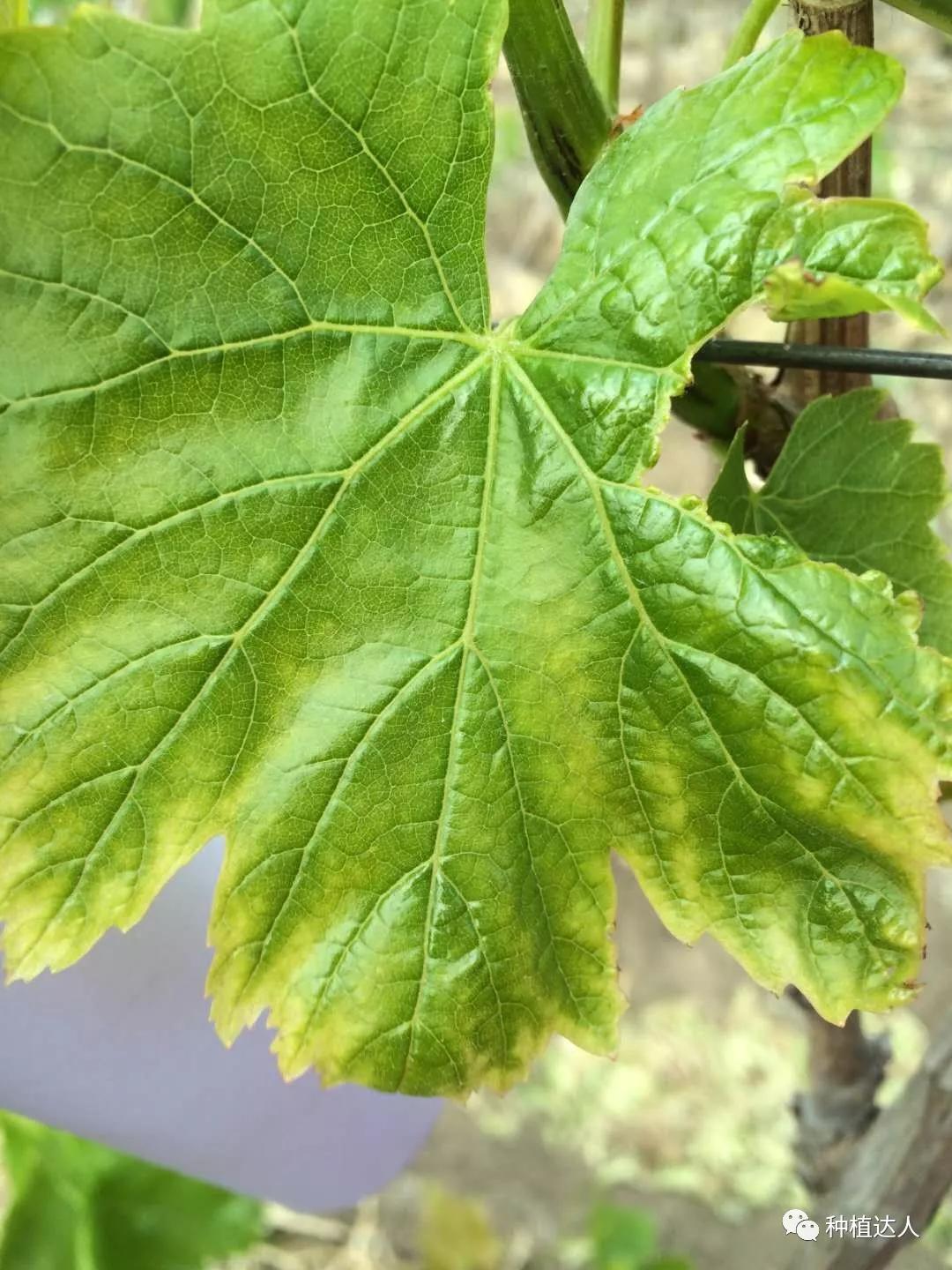 植物缺钙的症状图片图片