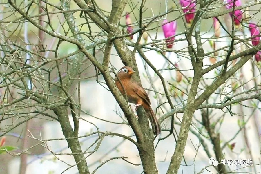 神农架鸟类画眉