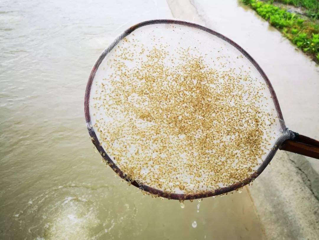 详解大闸蟹二十八大闸蟹的繁育大眼幼体