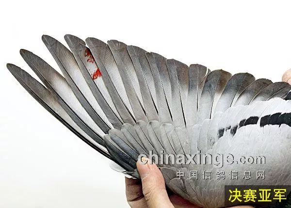 图解冠军高位鸽的三种翅膀通常型顺风型逆风型