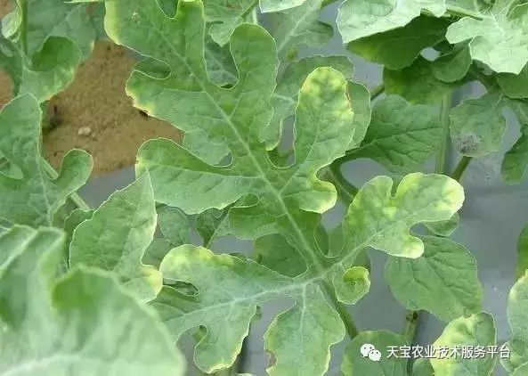 西甜瓜缺素图谱对照表