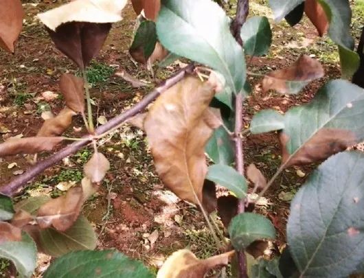 受病害侵袭,苹果树叶子干枯,坠落