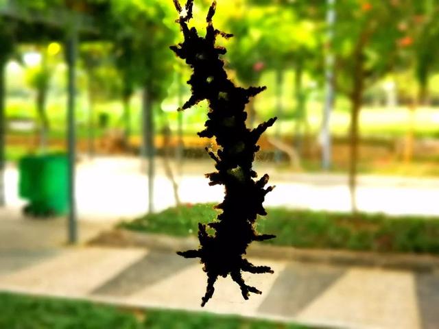 稀奇泥蜂衔来泥巴在玻璃墙上筑巢生儿育女