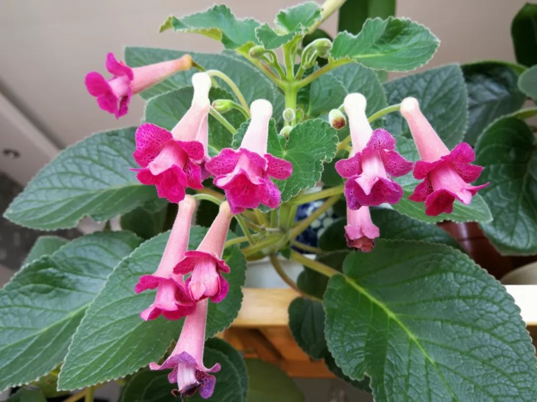 图 | 悠悠爱兰心图 | 悠悠爱兰心大岩桐苦苣苔科的花里,除了非洲堇,最