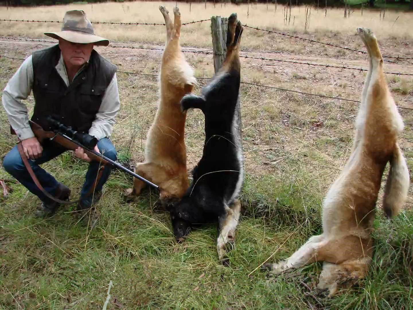 镜头下澳洲大陆上最猖狂的顶级猎食者