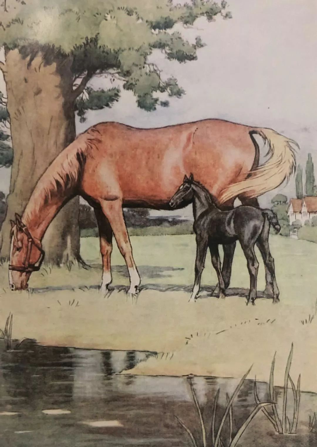 听一听黑骏马接受训练