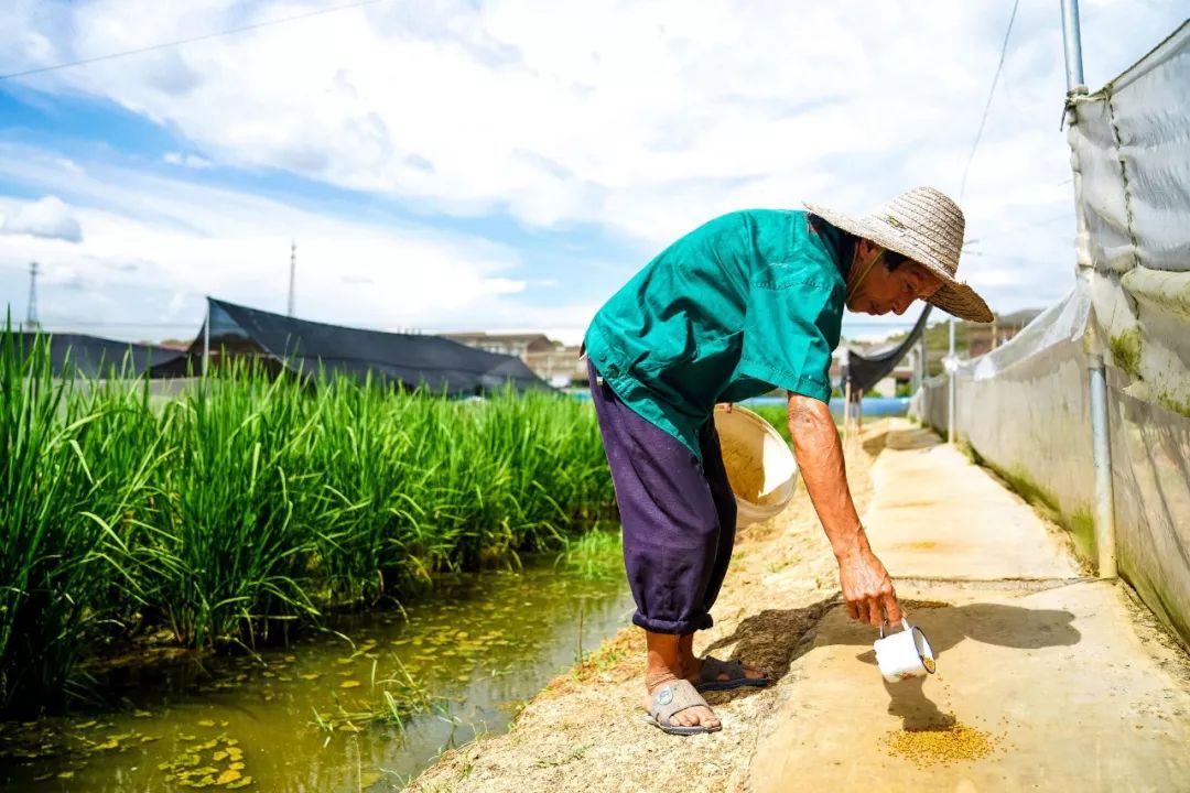 战高温致敬茶乡高温下的坚守者一坚守炙热田野逐梦禾下乘凉